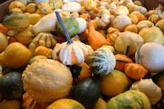 Pumpkins and Squash Harvest Medley